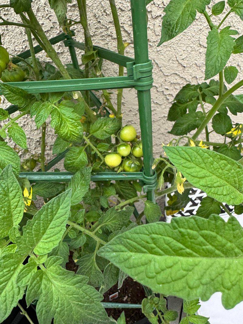 Green Growth Tucked Under Crispy Leaves