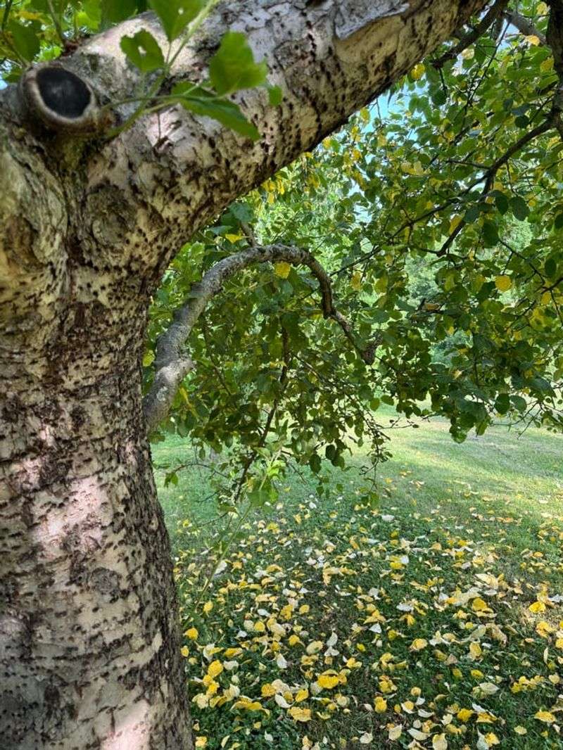 Green Leaf Drop In Illinois Yards Explained