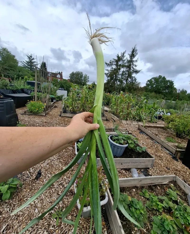 Green Onions Can Extend The Season Green Onions Can Extend The Season