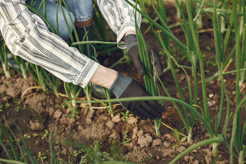 Green Onions Can Keep The Fall Garden Productive