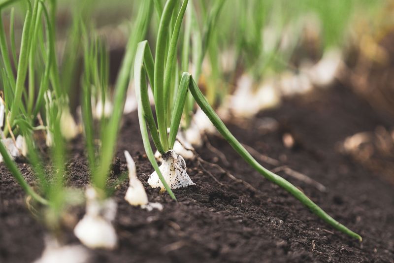 Green Onions Refuse To Call It Quits