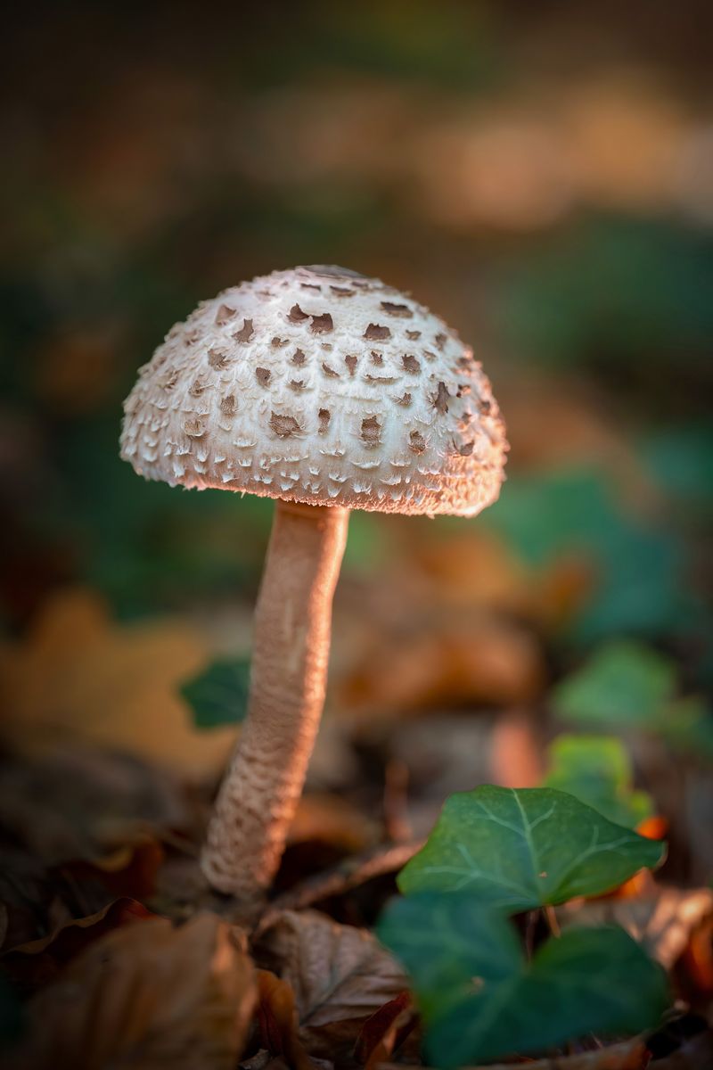 Green-Spored Parasol Signals A Need For Caution