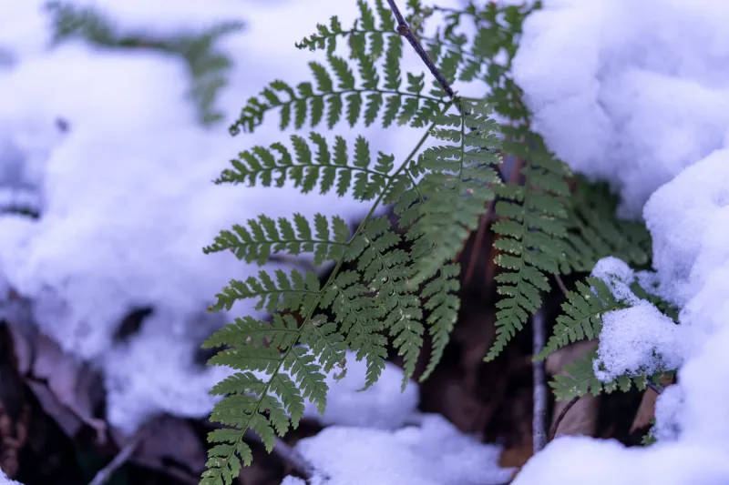 Green Through Winter, Hence The Holiday Name Green Through Winter, Hence The Holiday Name