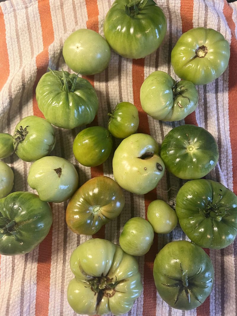 Green Tomatoes Brought Indoors To Ripen Green Tomatoes Brought Indoors To Ripen
