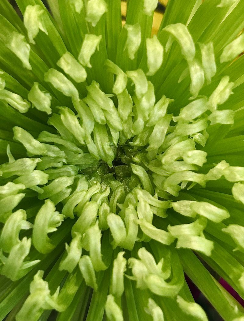Green Tufts Sprouting From Flower Centers Green Tufts Sprouting From Flower Centers