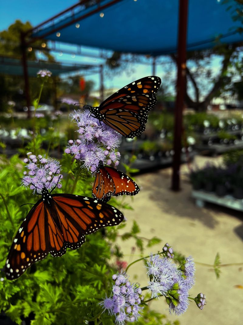 Gregg's Mistflower And Its Late-Season Pull