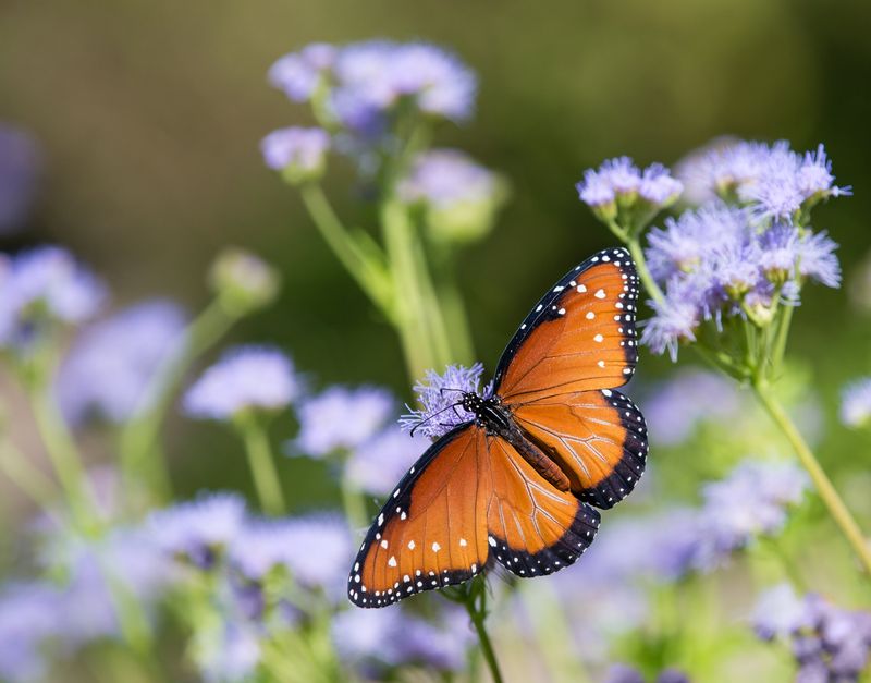 Gregg's Mistflower (Conoclinium greggii)