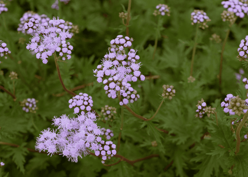 Gregg's Mistflower (Conoclinium greggii) Gregg's Mistflower (Conoclinium greggii)