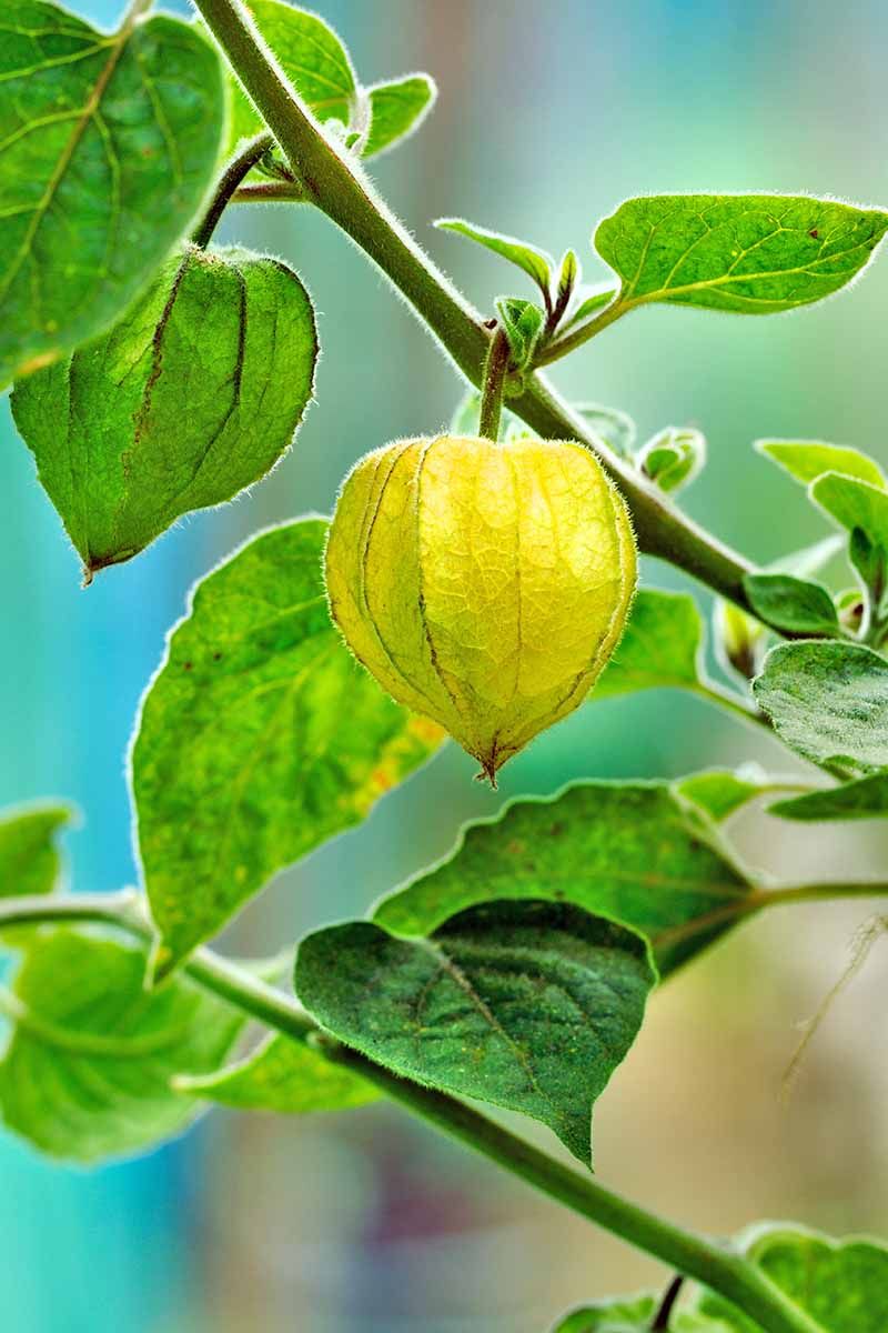 Ground Cherries Add Compact Edible Growth To Sunny Beds Ground Cherries Add Compact Edible Growth To Sunny Beds