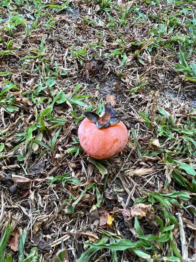 Ground Drops And Soft Skins As Ripeness Proof Ground Drops And Soft Skins As Ripeness Proof