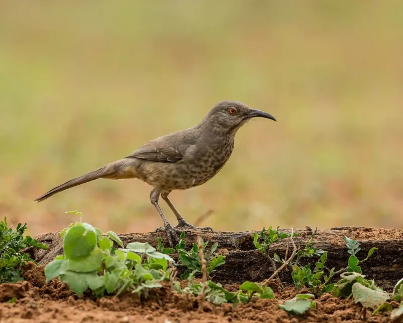 Ground Foraging Is Part of the Yard Visit