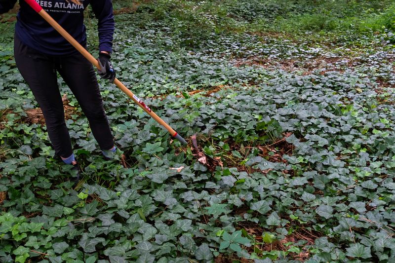 Ground Ivy Needs Roots Removed To Keep It From Returning