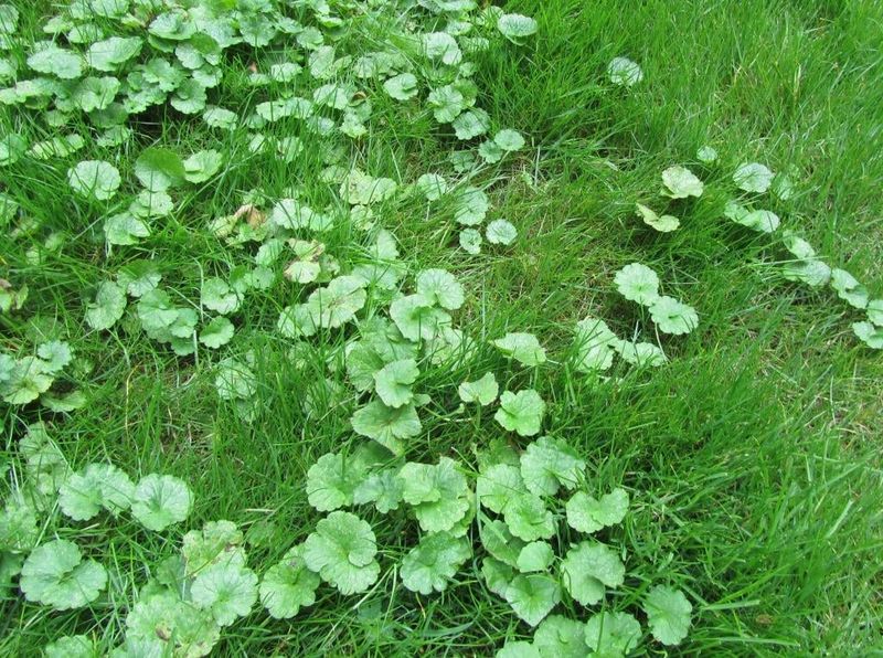 Ground Ivy Spreads Below The Surface