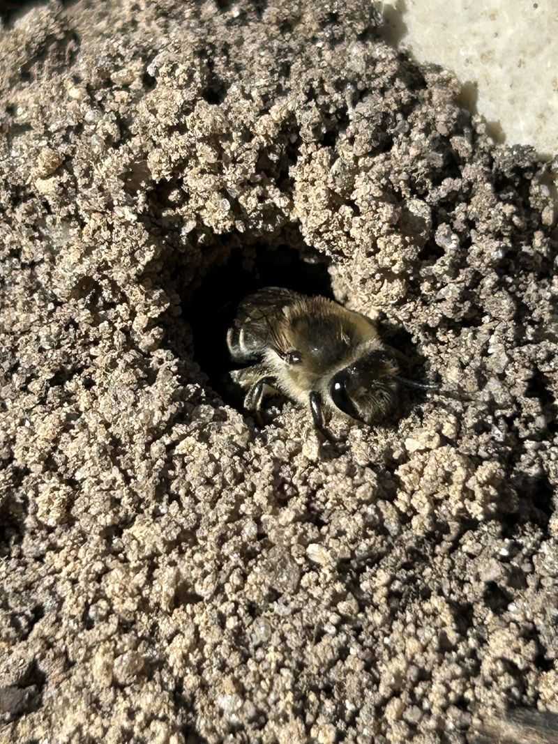 Ground Nesting Bees Cluster In Bare Patches
