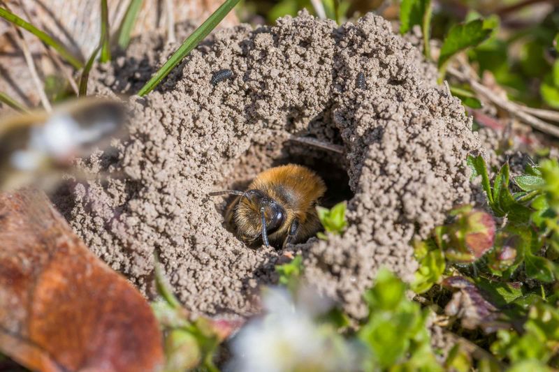 Ground-Nesting Bees Create Tiny Soil Holes