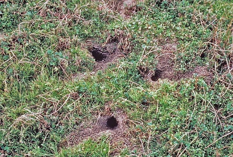 Ground Squirrel Control Can Affect Owl Habitat