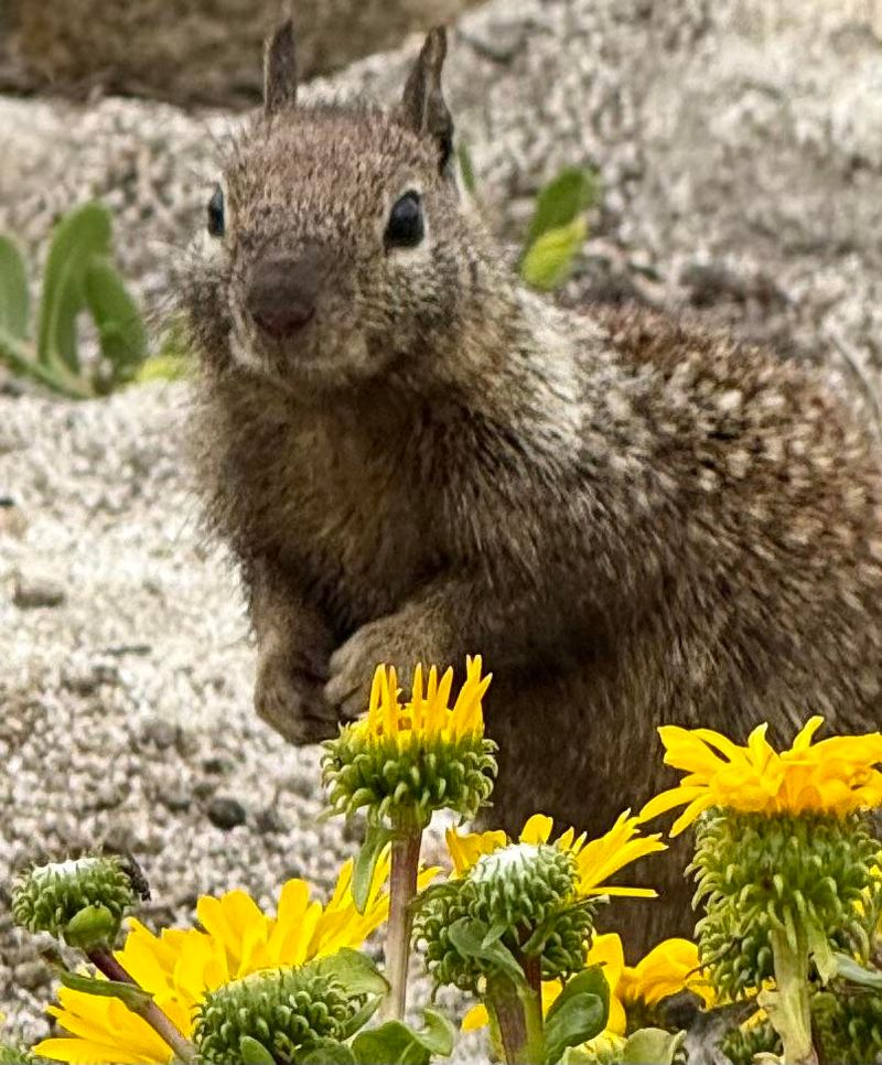 Ground Squirrels Can Quickly Get Used To Scents