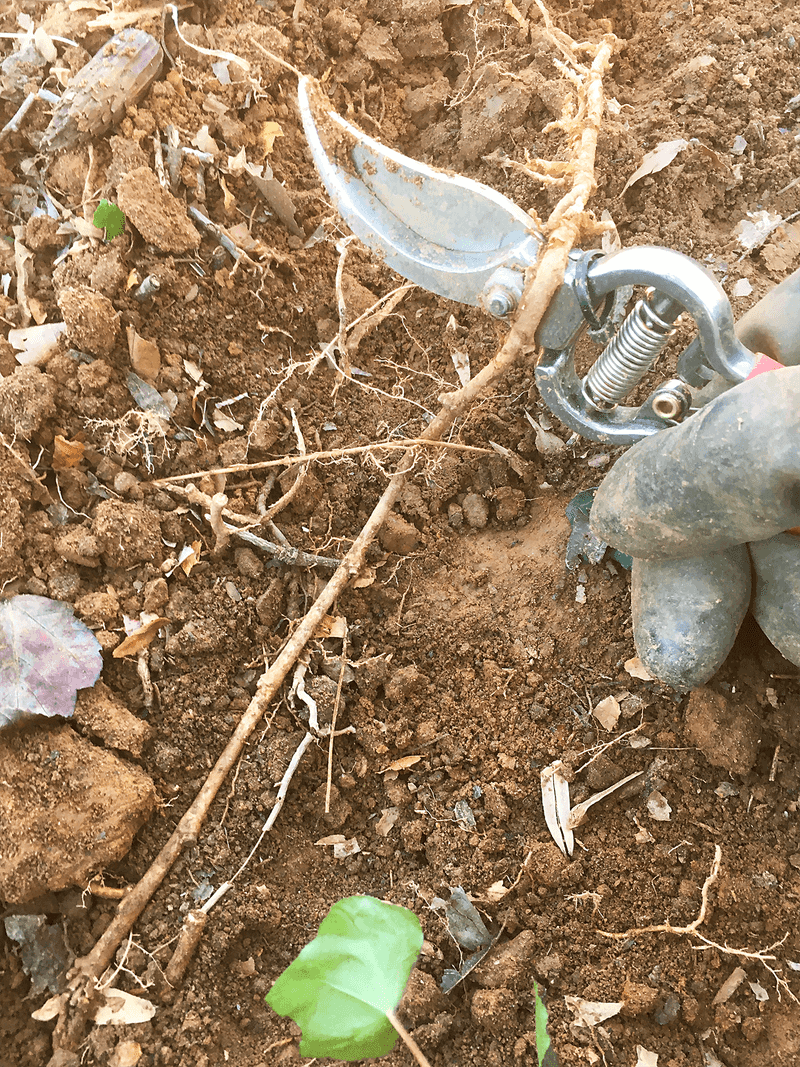 Ground removal requires a return visit