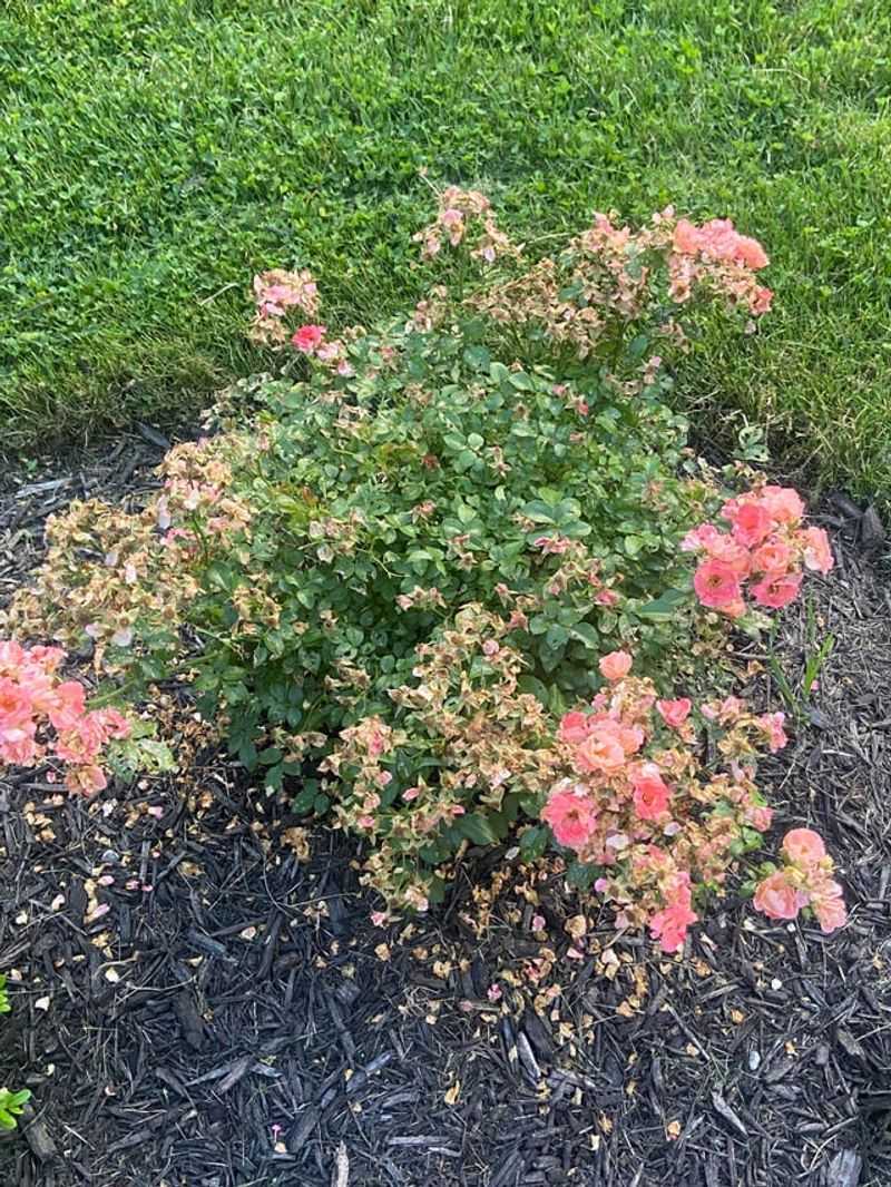 Groundcover Roses Need Good Airflow Around The Canopy Groundcover Roses Need Good Airflow Around The Canopy