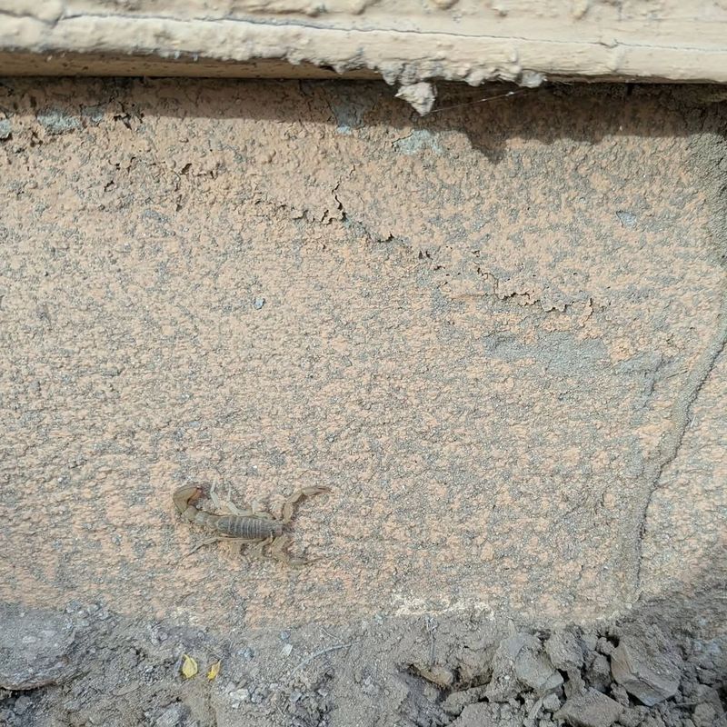 Groundcover is not scorpion control Groundcover is not scorpion control