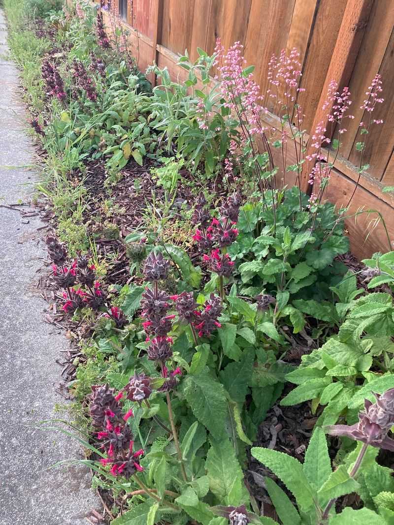 Groundcovers Reduce Water Use Once Established