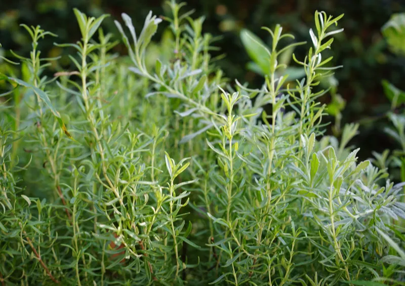 Group Plants By Cold Tolerance Before Winter Arrives Group Plants By Cold Tolerance Before Winter Arrives