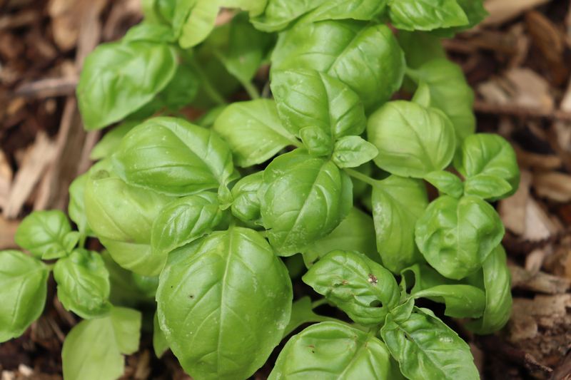 Grow Basil To Bring More Balance To Your Garden