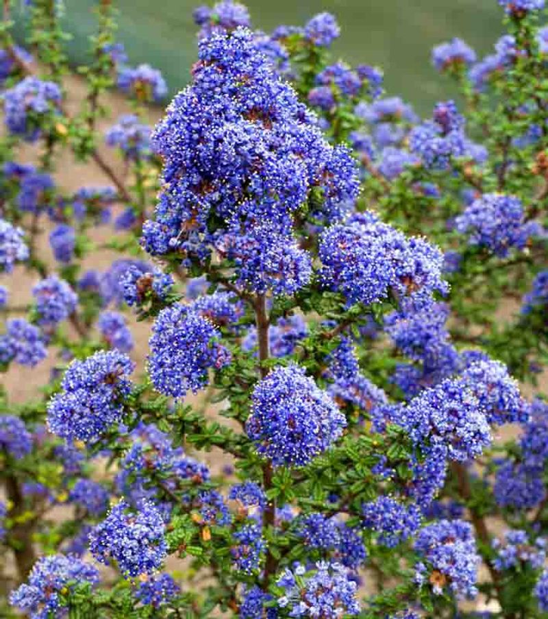 Grow California Lilac For A Slim Evergreen Screen