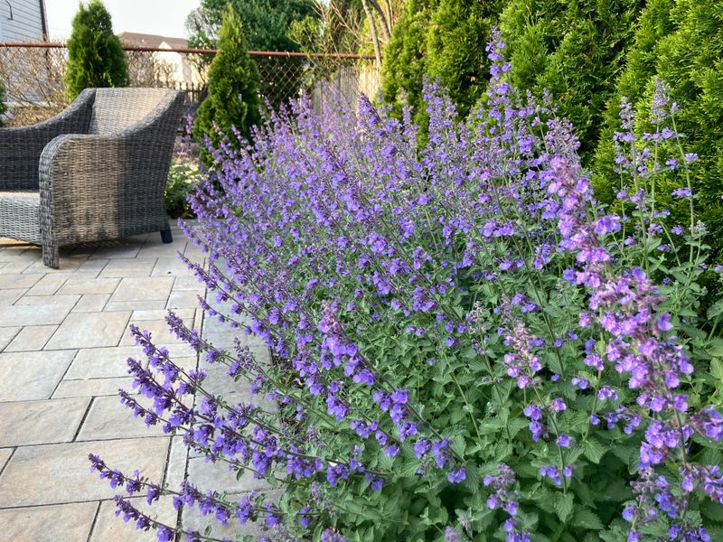 Grow Catmint For Reliable Repeat Flowers Grow Catmint For Reliable Repeat Flowers