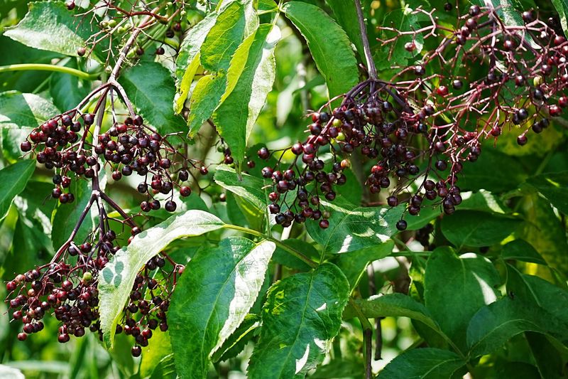 Grow Elderberry For Birds And Pollinators Grow Elderberry For Birds And Pollinators