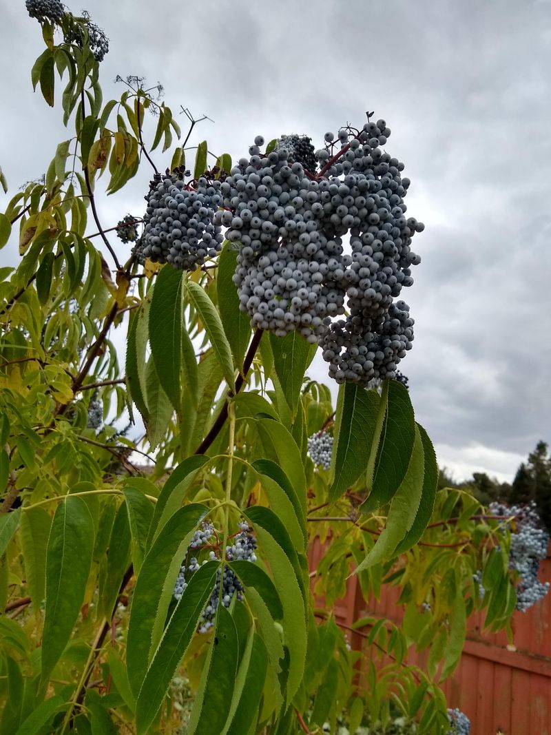 Grow Elderberry For Native Caterpillar Support Grow Elderberry For Native Caterpillar Support