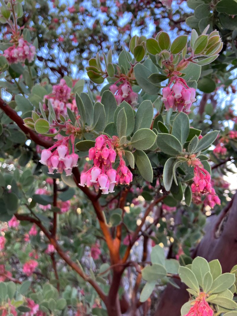 Grow Manzanita For Architectural Beauty
