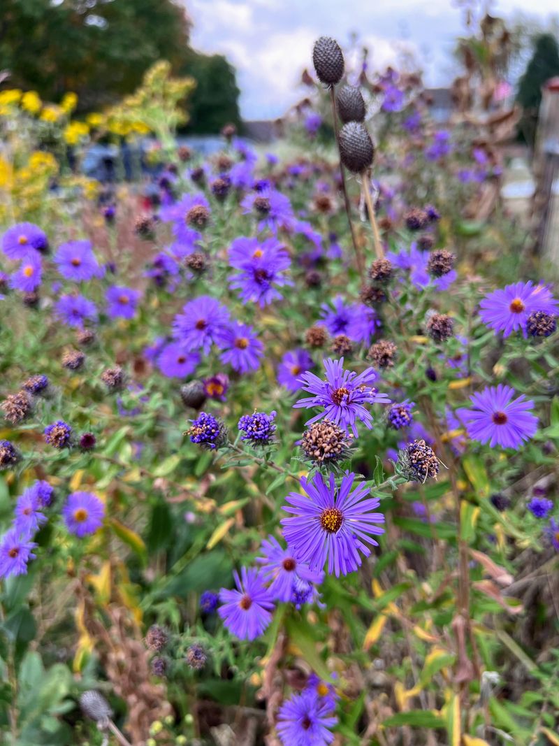 Grow Native Asters For Fall Feeding