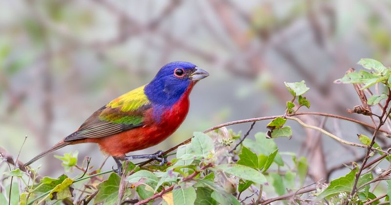 Grow Paspalum Where Buntings Can Feed Grow Paspalum Where Buntings Can Feed