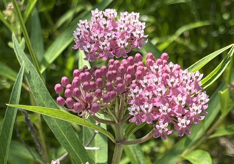 Grow Plants That Support Fall Pollinators