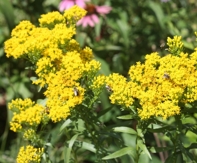 Grow Plants That Support Fall Pollinators