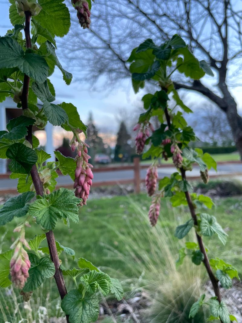 Grow Red Flowering Currant For Early Nectar Grow Red Flowering Currant For Early Nectar
