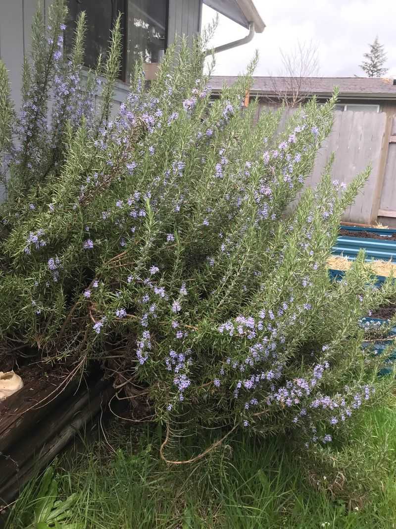 Grow Rosemary Among Your Favorite Garden Crops