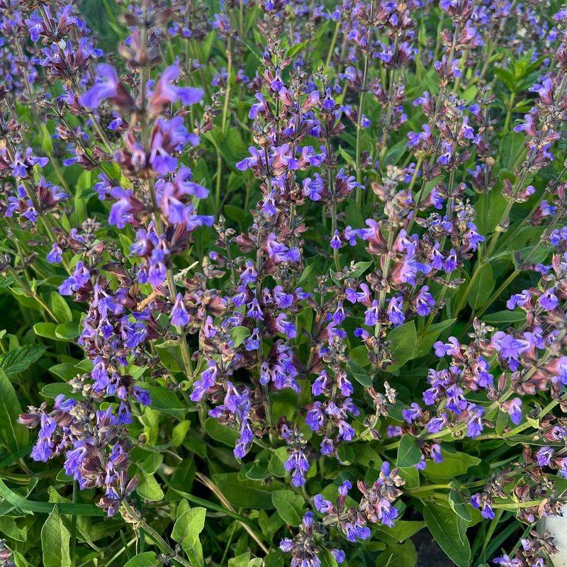 Grow Sage For Food And Garden Value