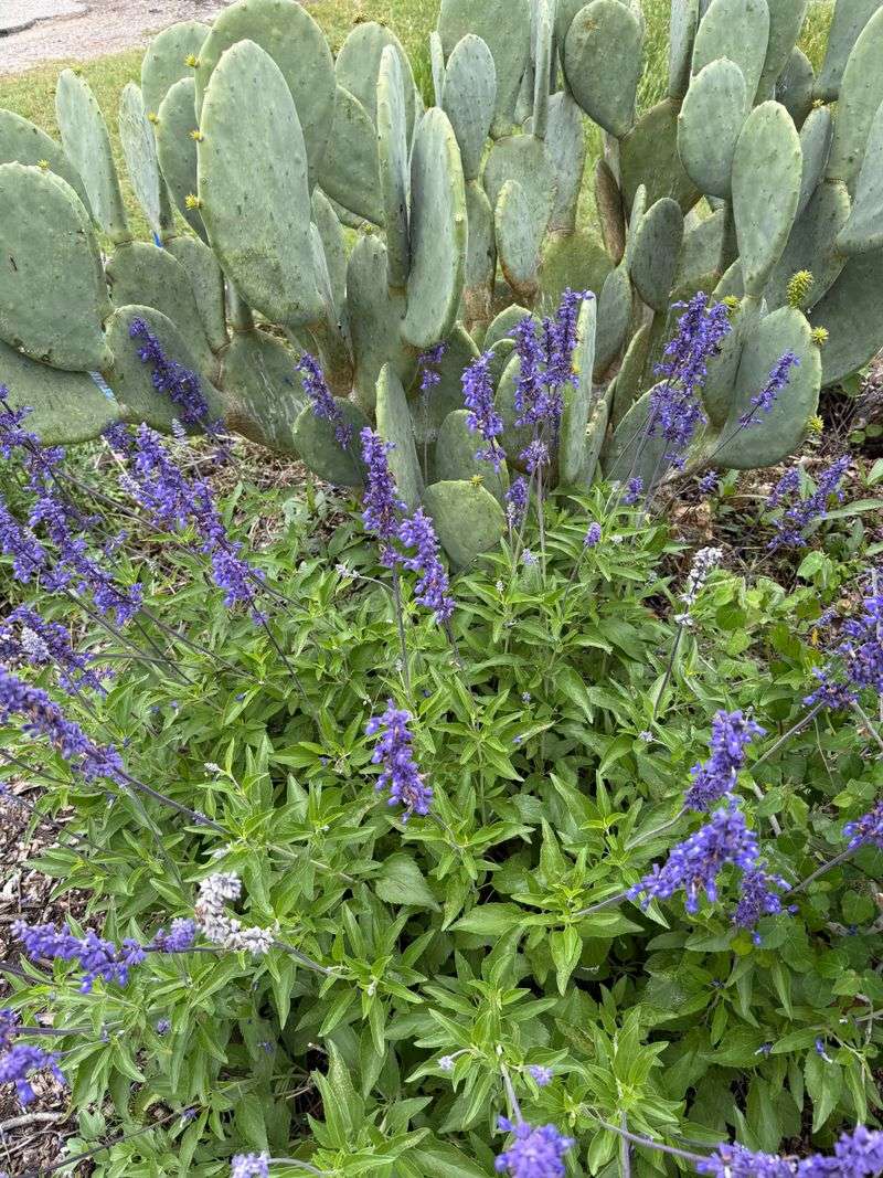 Grow Salvia To Fill The Gaps Between Everything Else Grow Salvia To Fill The Gaps Between Everything Else