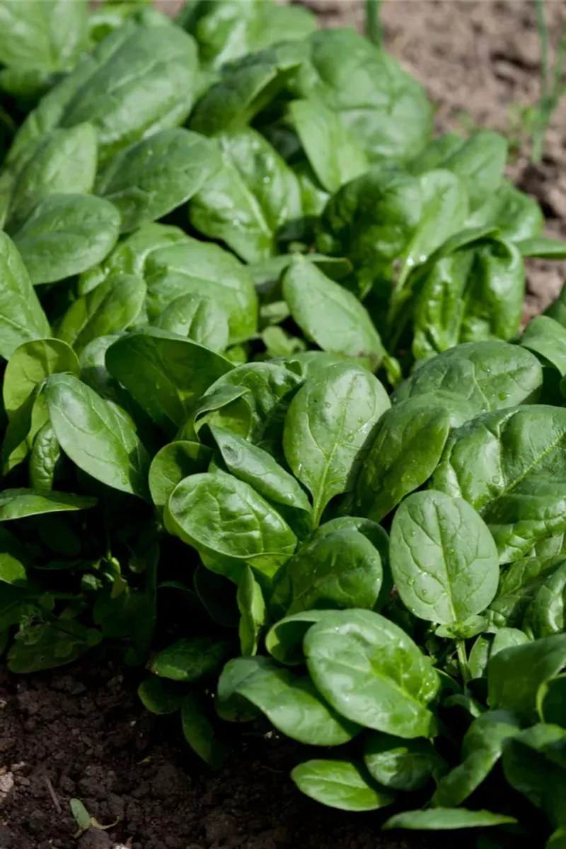 Grow Spinach Again After Summer Crops Fade