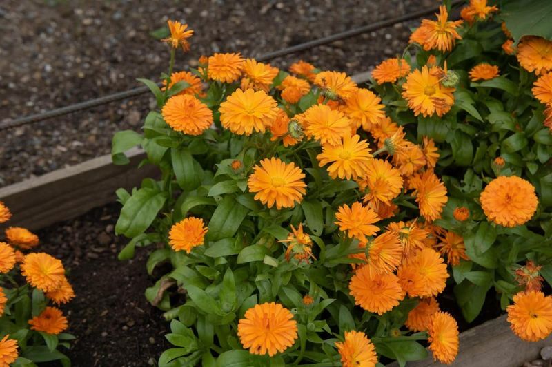 Grow calendula during the low desert’s cool season Grow calendula during the low desert’s cool season