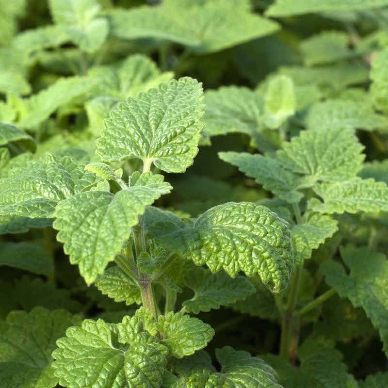 Grow catnip for its garden value, not guaranteed mosquito control Grow catnip for its garden value, not guaranteed mosquito control