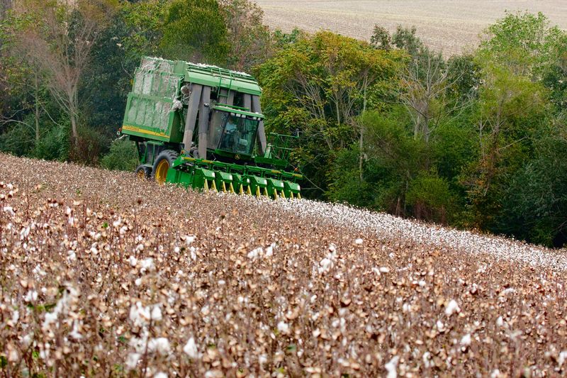 Growers Are Counting Days, Not Guessing Growers Are Counting Days, Not Guessing