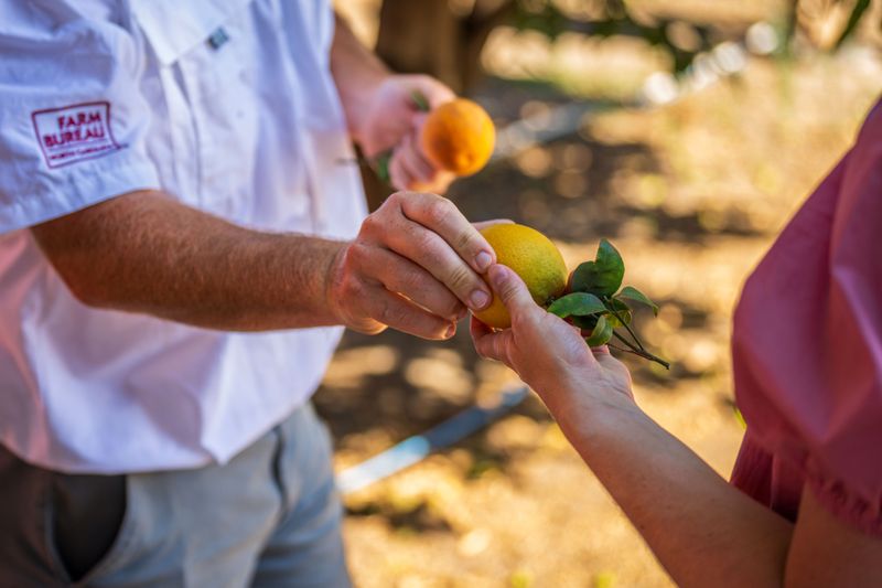 Growers Leaned On Earlier-Ripening Varieties
