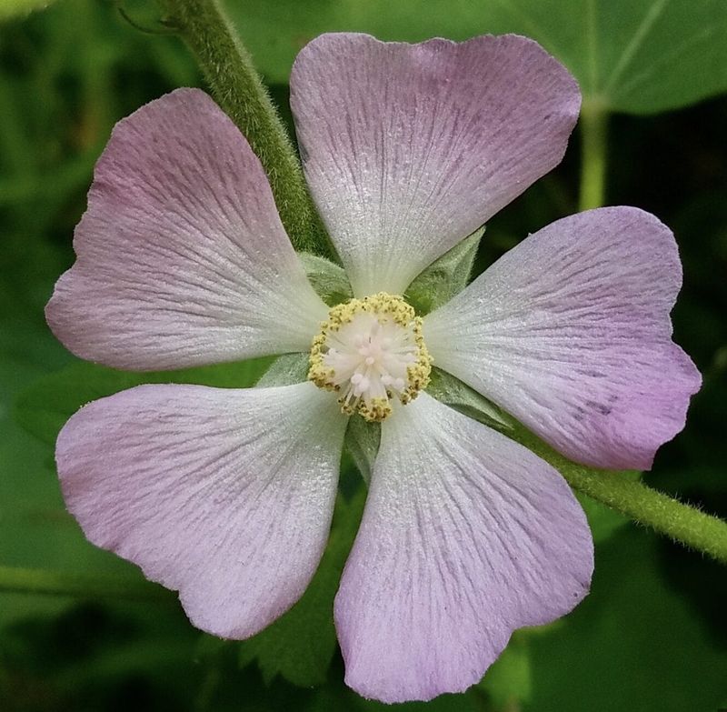 Growing A Rare Native In Your Own Yard