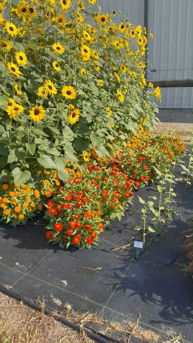 Growing A Trap Crop Of Sunflowers Or Sorghum Growing A Trap Crop Of Sunflowers Or Sorghum