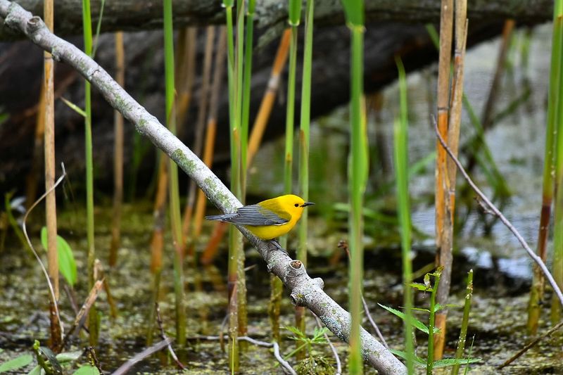 Growing Bird-Friendly Yards Are Spreading The Word