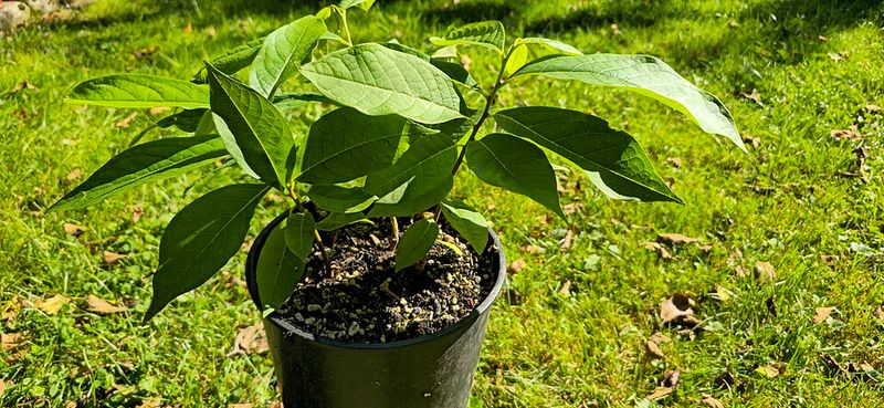 Growing Your Own Patch For Future Septembers