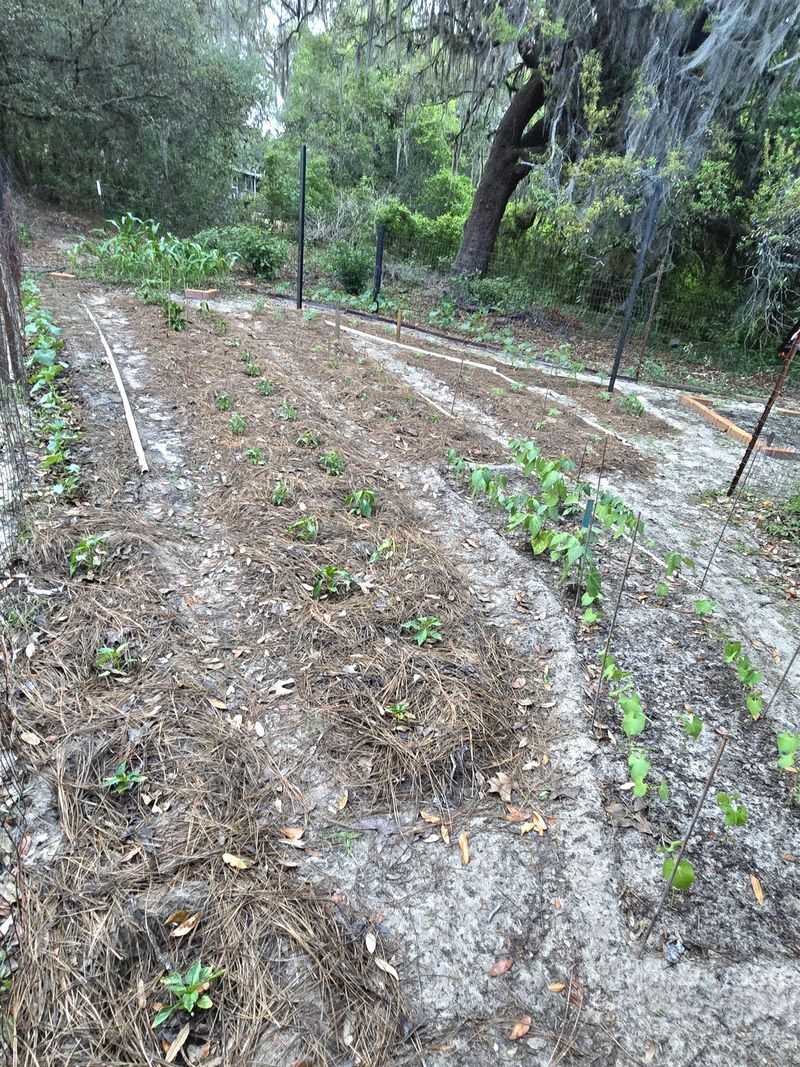 Growth Naturally Pauses Before Winter
